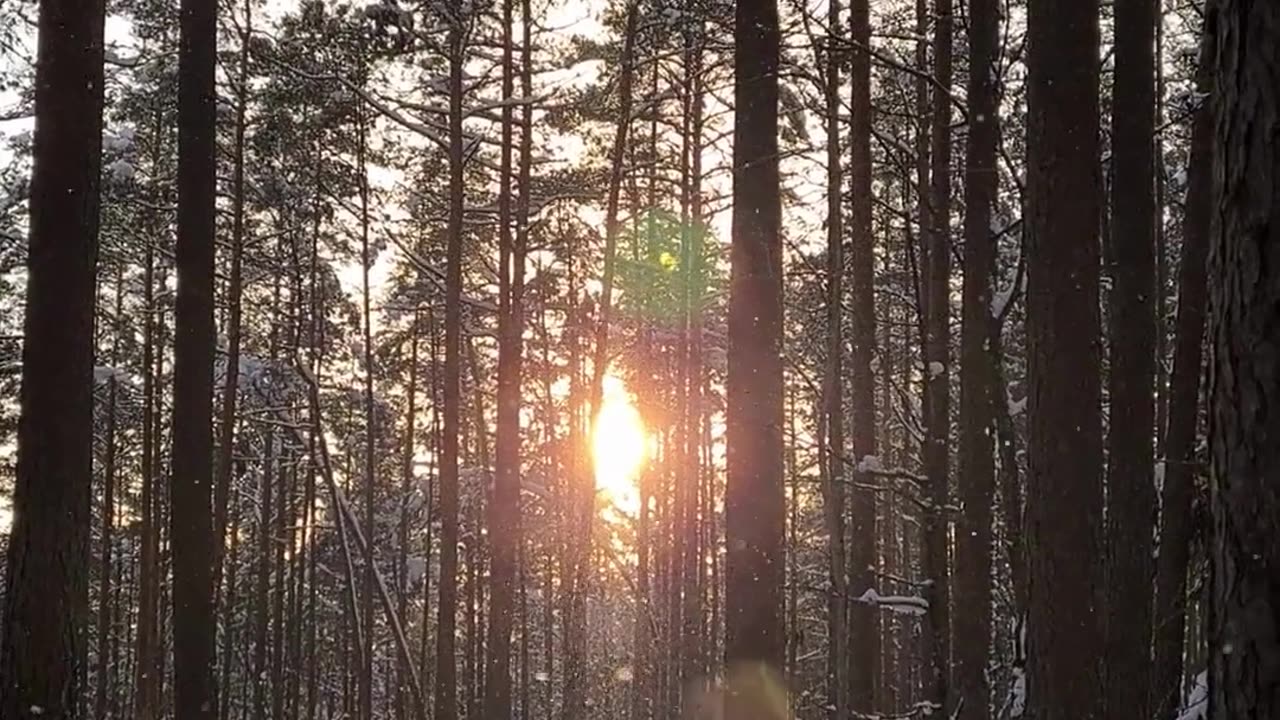 Snow morning