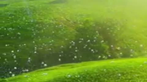 Rain’s Embrace