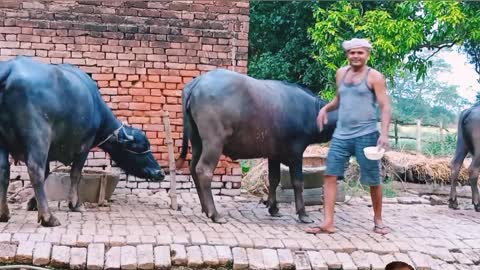 Loving and hugging my cattle