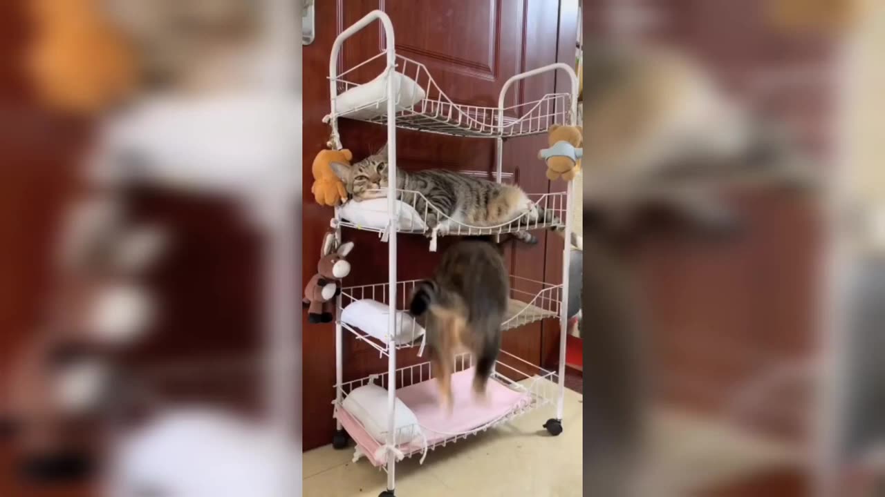 Cute and funny Cat videos--_ Cute Kittens in the world--(720P_HD)