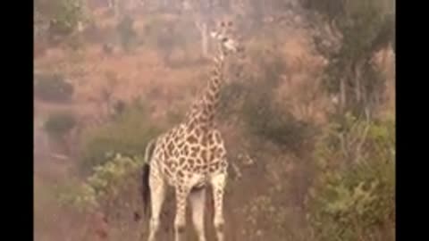 Animal funny videos