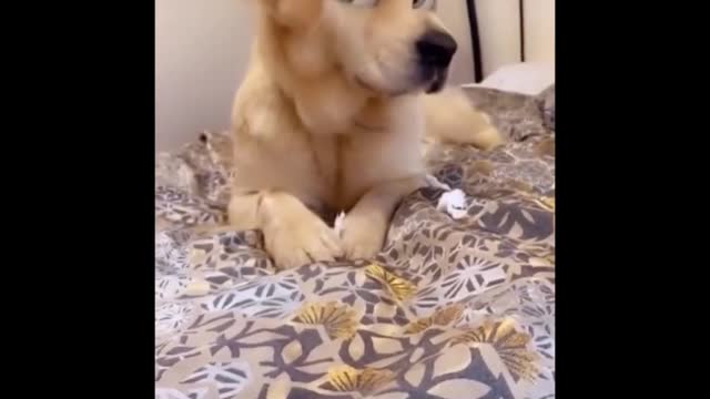 #Dog very funny moments video!#