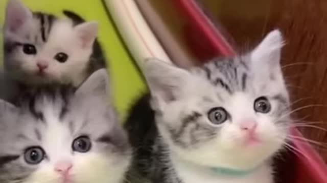 Mama Cat Takes Back Crying Kitten From Toddler