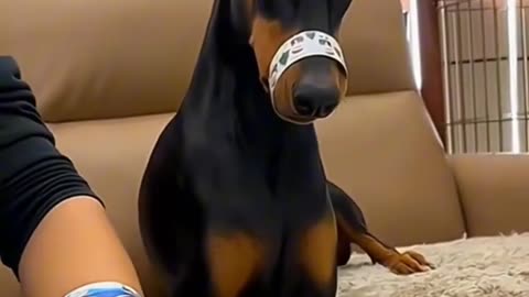 #dogs #cats #animals #nature #pets #pet #fun #funny #funnymoments #funnyvideos #funnycomedy #memes