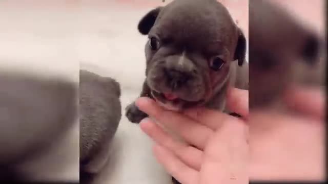 Baby Dogs - Cute and Funny Dog Videos Compilation #1 | Aww Animals