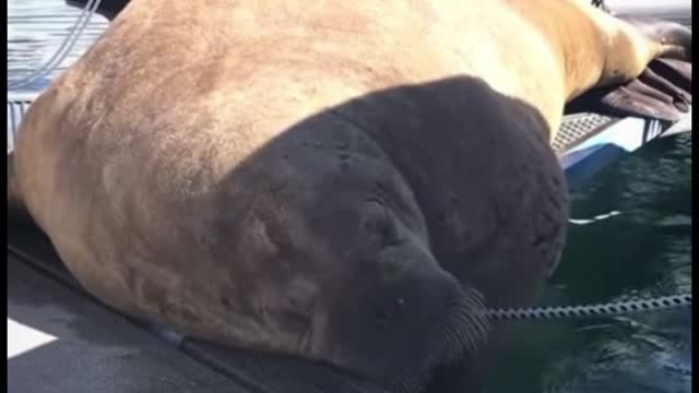 Sea lions have really long teeth, don't they?