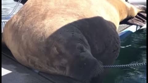 Sea lions have really long teeth, don't they?