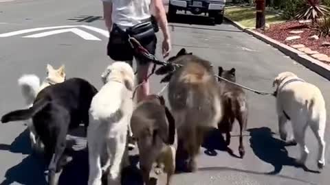 Walking dogs in groups