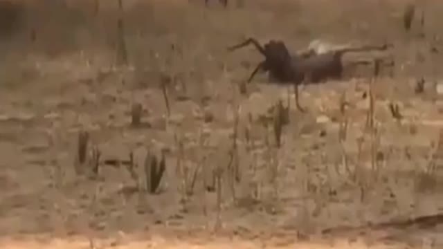 Cheetah Vs Rusa Hunting Scene