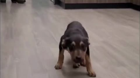 Dancing dog