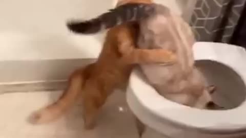 Trending_Cute_Cats Funny_Fail_ops_Moments_Clips_#