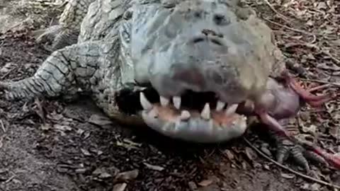 Crock