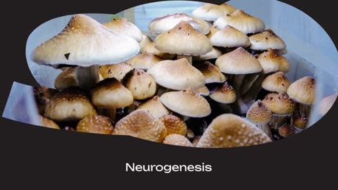 Watch This Video Before Microdosing Mushrooms