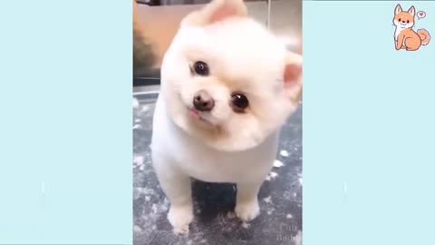 Try Not To Laugh At This Ultimate Funny Dog Video Compilation Funny Pet Videos