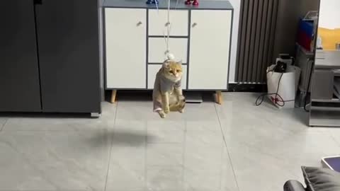 Cat flying in balloon
