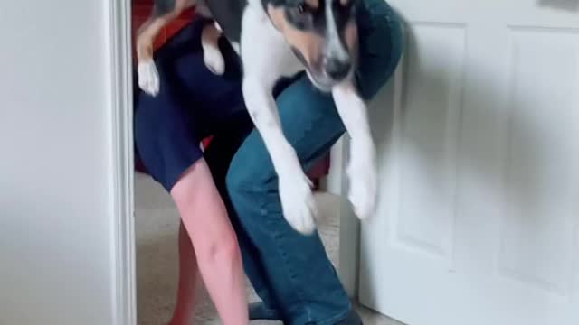 POV: Train your dog to jump over your 6 '2 "boyfriend