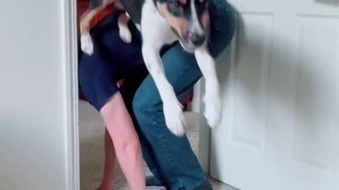 POV: Train your dog to jump over your 6 '2 "boyfriend
