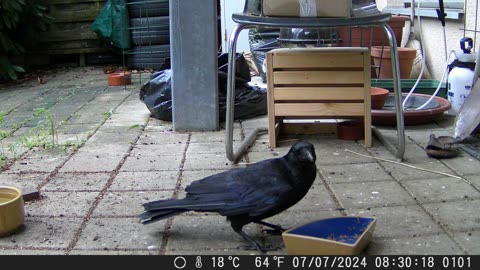 Amazing raven - Wunderschöner Kolkrabe