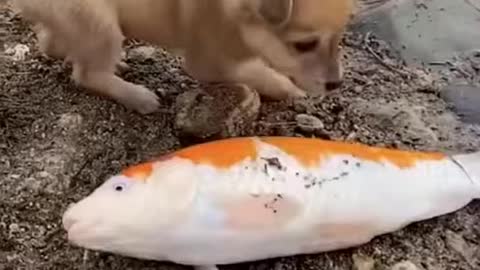 por esto ama a los animales 😍😍😍