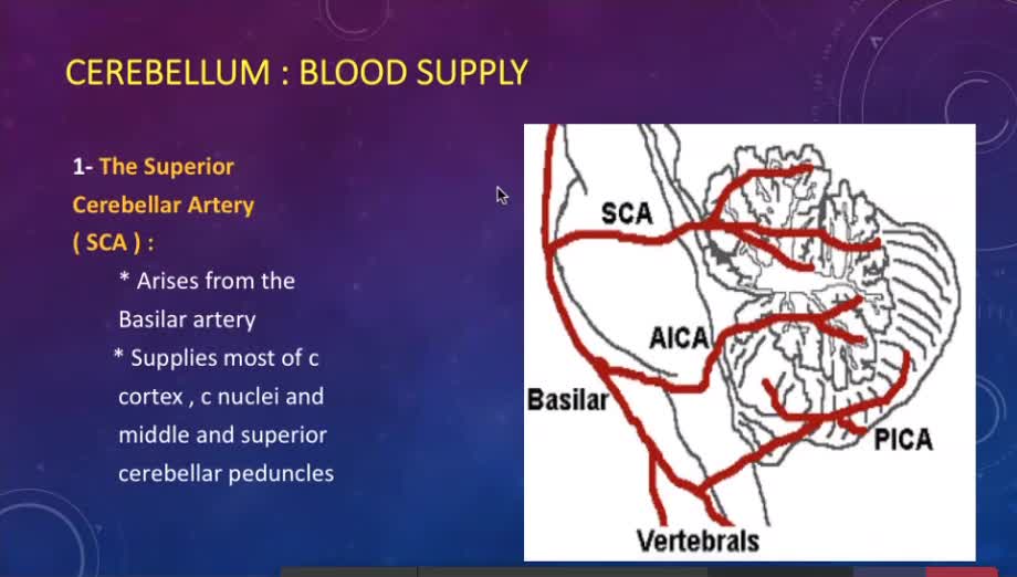 ST3.Introduction to cerebellar anatomy, diseases and manifestations