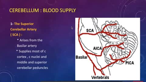 ST3.Introduction to cerebellar anatomy, diseases and manifestations