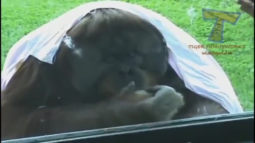 Funny Animals || Funny video || unable to stop laughing || 😂😂😂