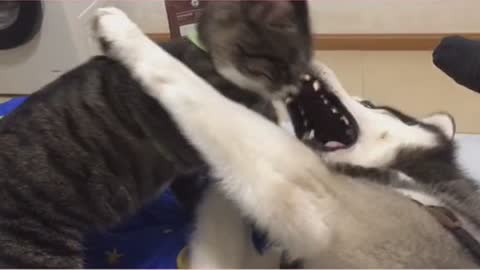 Healthy Living for Cats and Dogs