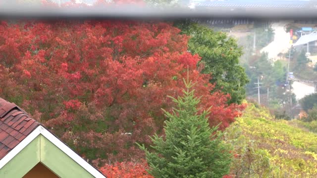 Trees and mountains where you can feel autumn. 4