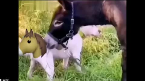 fun clip / fun animals cilip
