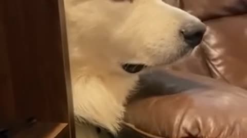 Best Funny Animals Funniest Dogs And Cats.