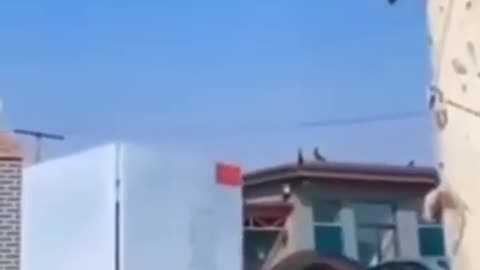 best dogs jump
