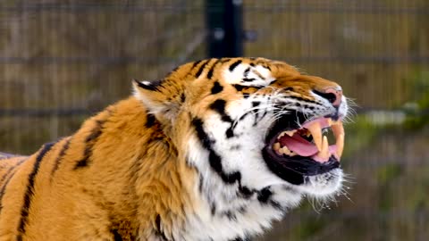 #short Roaring