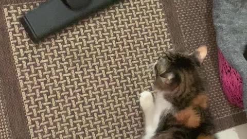 Angry Cat VS Vacuum Machine