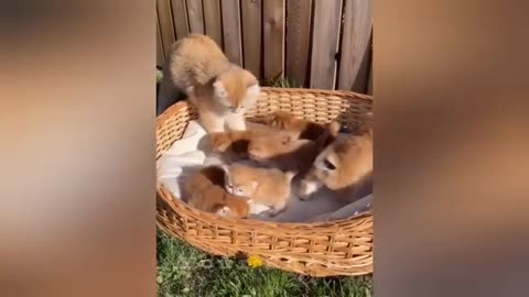 27 minutes of adorable cats and kittens videos to keep you smiling