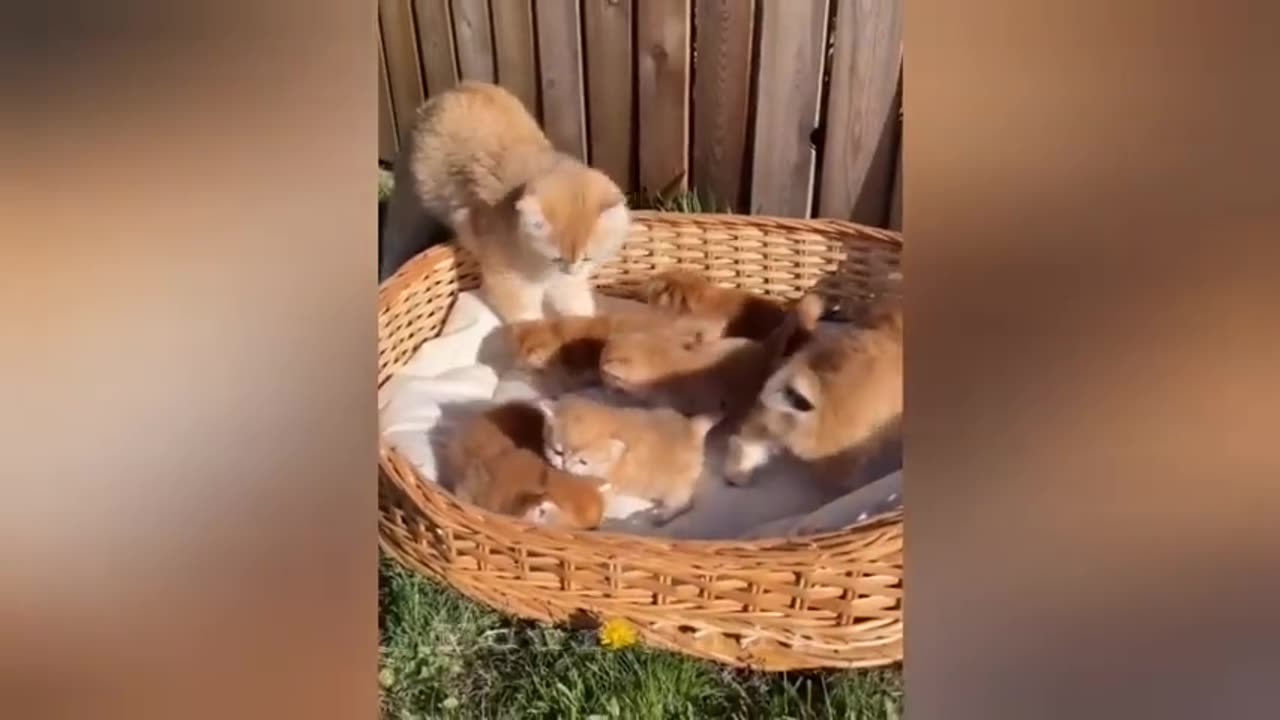 27 minutes of adorable cats and kittens videos to keep you smiling