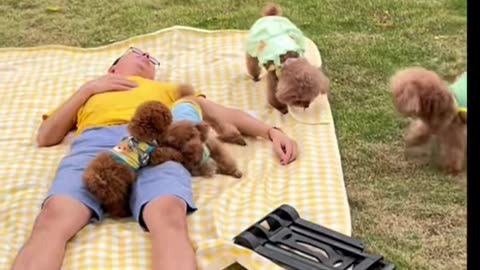 dog picnic day #cute #dog #poddle