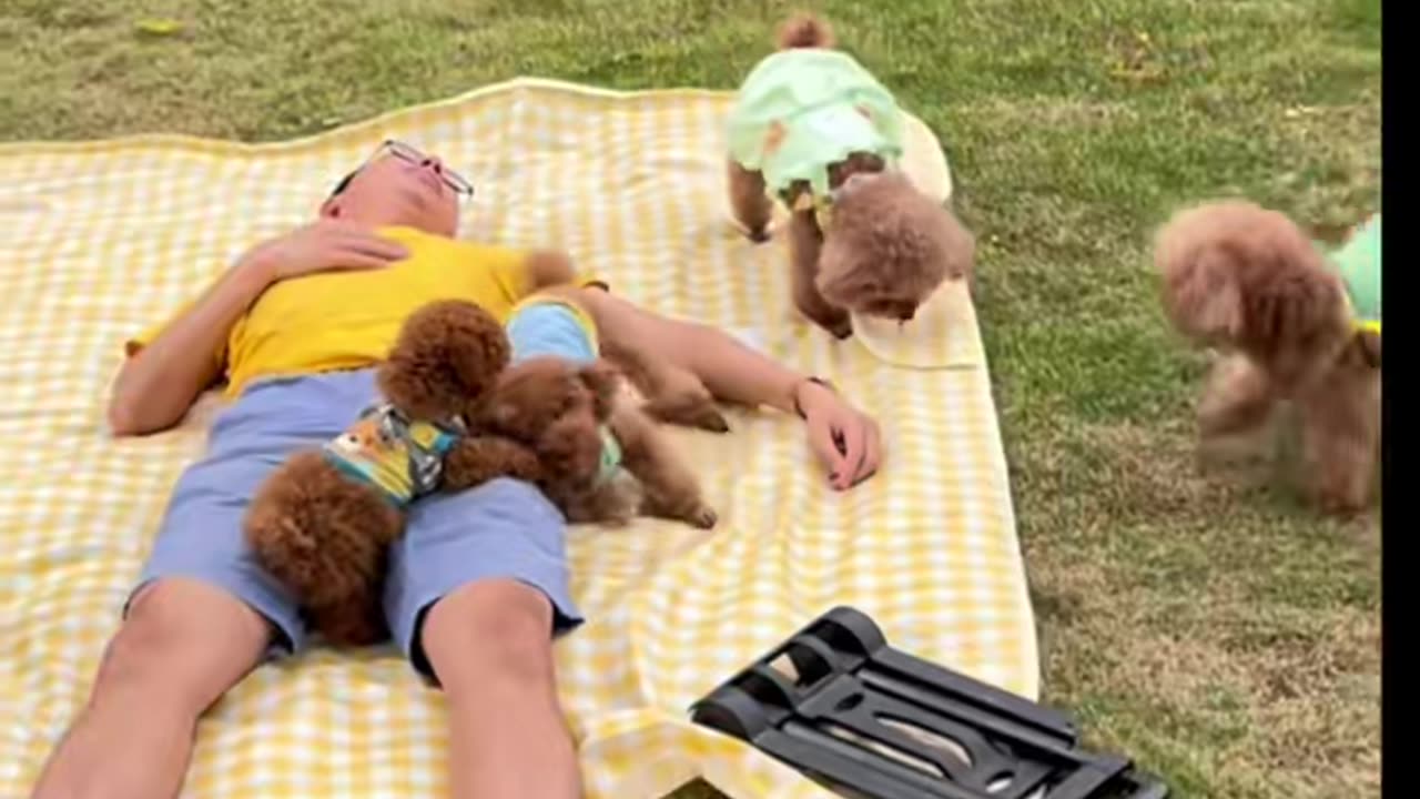 dog picnic day #cute #dog #poddle