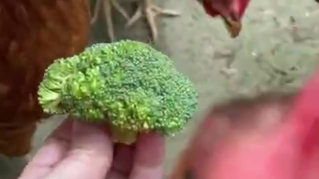 These chickens reaction are so funny lol
