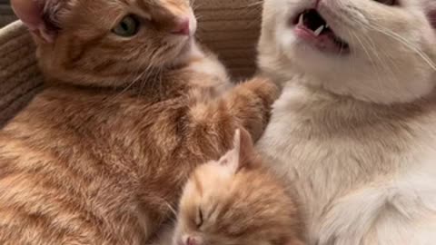 cute Family-#shorts #trending #pets #petlife #petlover #cat #dog #animalshorts #animals #2024 -