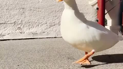 fyp#funnyanimal#pet