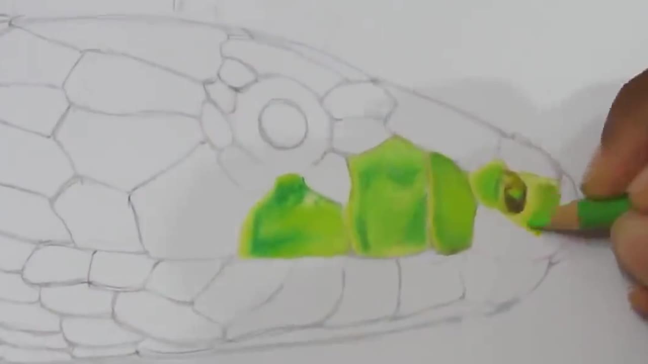 Draw snakes on paper and color them