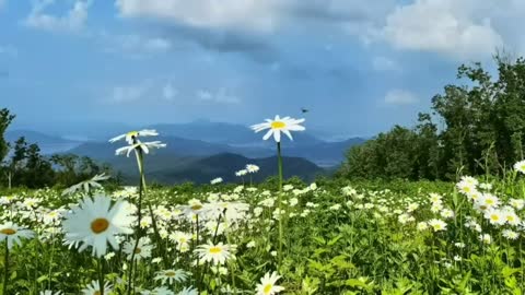 Blue sky, white clouds, green grass, flowers, like here