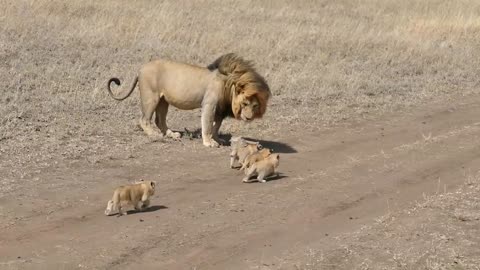 lion tries to ditch his kids