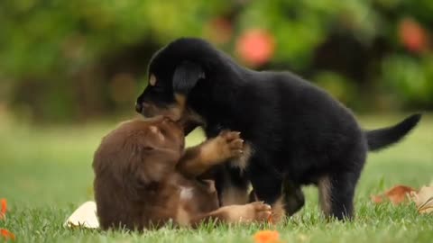 Dog cute fight video 🐕