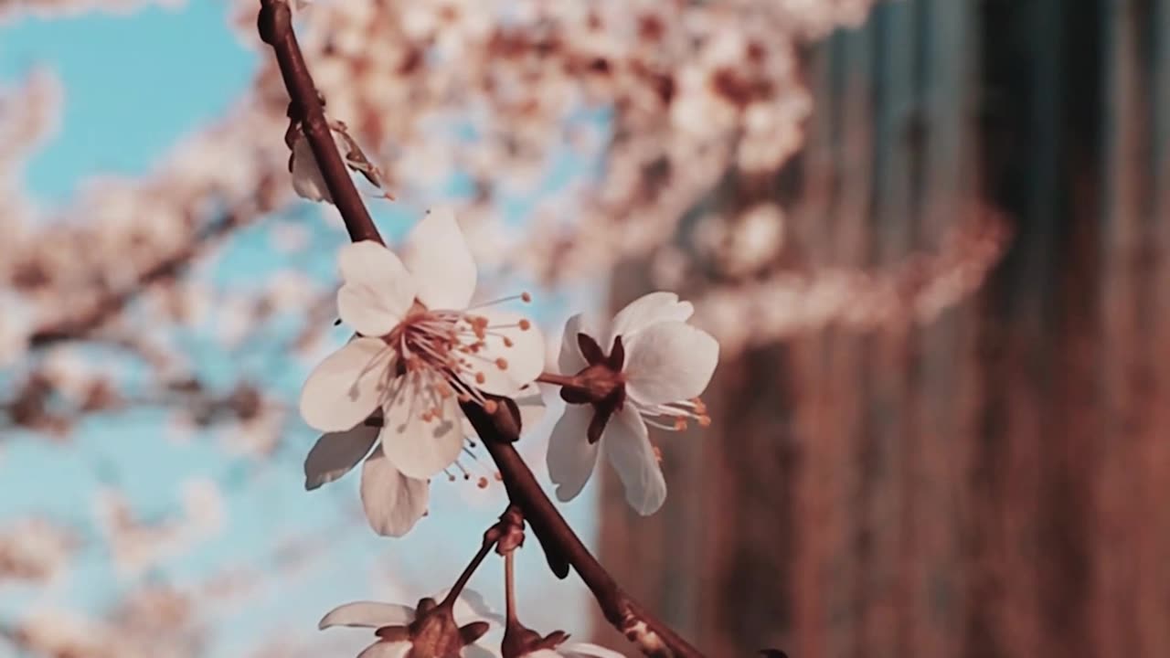Which flower it is ___