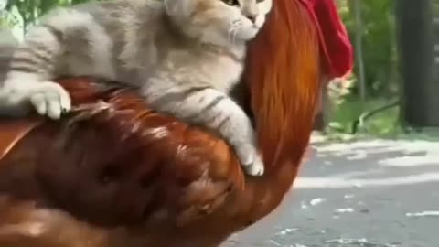 Surprising friendship #shorts #shortvideo #video #virals #videoviral