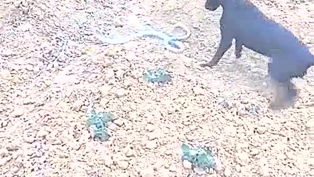 The Dog bite pathn