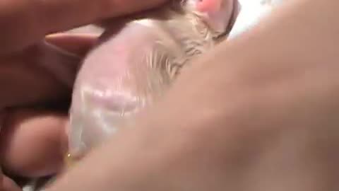 How To Help Your Dog Give Birth Part 2