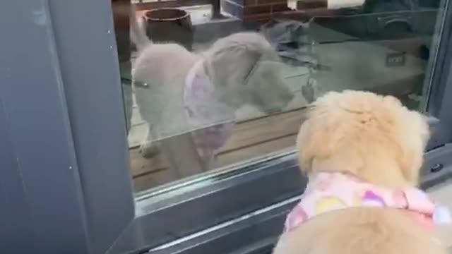 Golden Retriever Puppy Barking at her Reflection