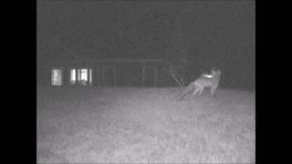 Red Fox